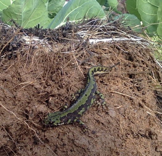 Tritão_QuintadasLaranjeirasNov2014