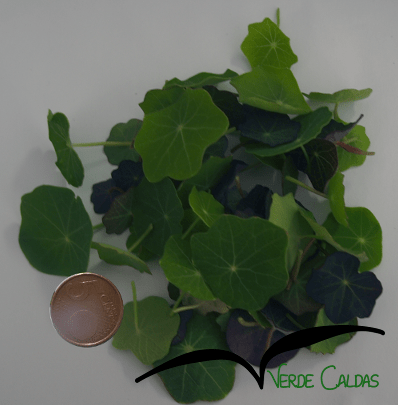 Micro folhas de chagas 20g