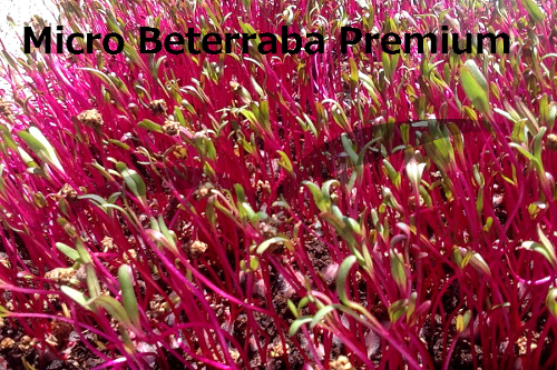 micro beterraba Premium