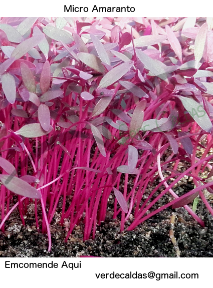 micro-amaranto