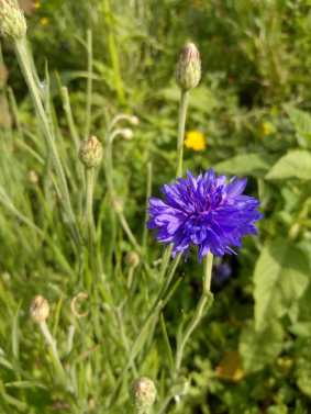 Centaurea