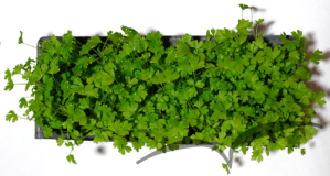 Microvegetais em vaso- Aipo