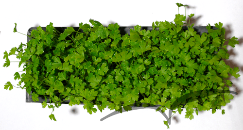 Microvegetais em vaso- Aipo