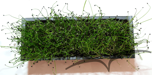 Microvegetais em vaso- Alho Francês