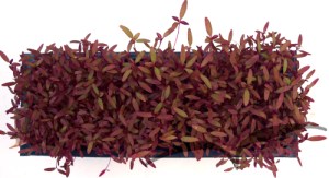 Microvegetais em vaso- Amaranto