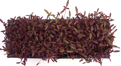 Microvegetais em vaso- Amaranto