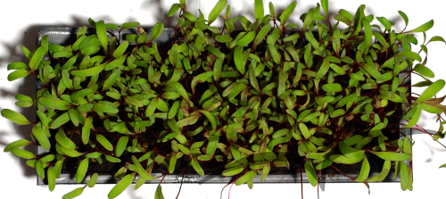 Microvegetais em vaso- Beterraba