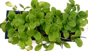 Microvegetais em vaso- Borragem