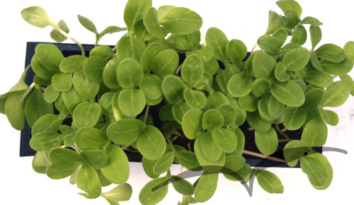 Microvegetais em vaso- Borragem