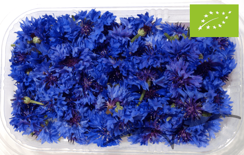 Flores de Centaureas 80 unidades