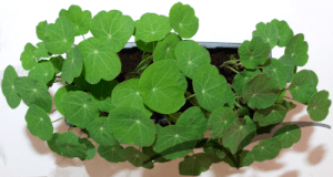 Microvegetais em vaso- Chagas