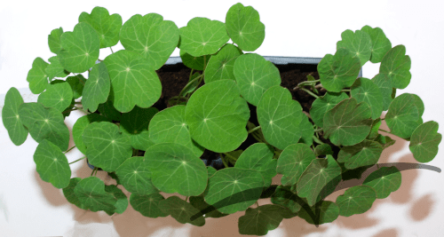 Microvegetais em vaso- Chagas