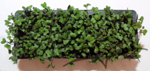 Microvegetais em vaso- Couve Roxa