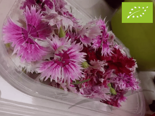 Cravo Chinês 40 unidades