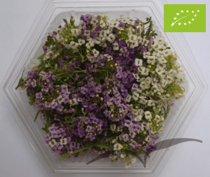 Flores de Alyssum