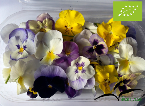 Amor Perfeito 40 uni