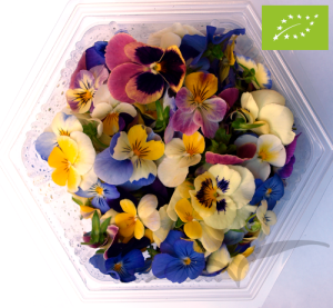 Mini Amor Perfeito 100uni