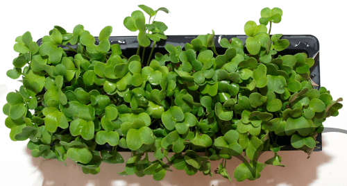 Microvegetais em vaso- Daikon