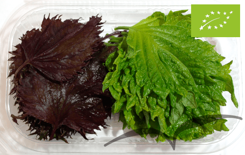 Folhas de Shiso
