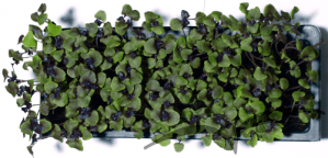 Microvegetais em vaso- Manjericao Roxo