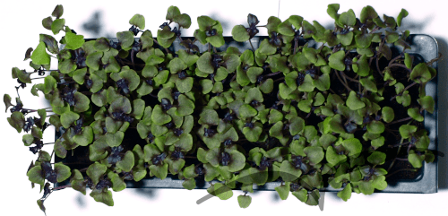 Microvegetais em vaso- Manjericao Roxo