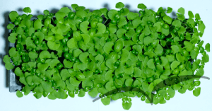 Microvegetais em vaso- Manjericao