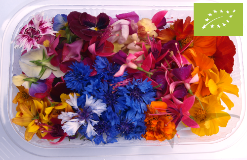 Mix de Flores médias