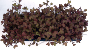 Microvegetais em vaso- Mizuna