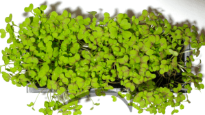 Microvegetais em vaso- Mostarda Red Giant