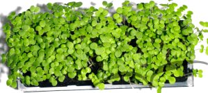 Microvegetais em vaso- Mostarda