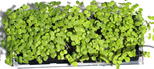 Microvegetais em vaso- Mostarda