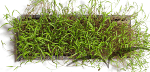 Microvegetais em vaso- Aneto