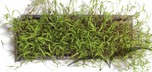 Microvegetais em vaso- Aneto