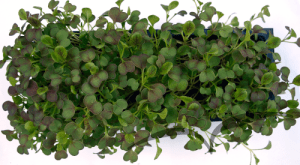 Microvegetais em vaso- Pak Choi Red