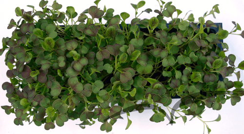 Microvegetais em vaso- Pak Choi Red