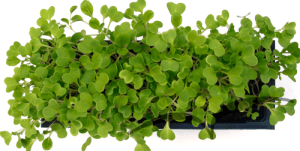 Microvegetais em vaso- Pak Choi