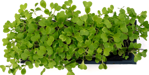 Microvegetais em vaso- Pak Choi