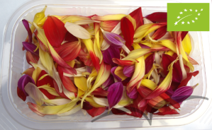 Pétalas de Dália 30g