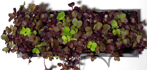 Microvegetais em vaso- Rabanete Rambo