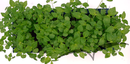 Microvegetais em vaso- Shiso