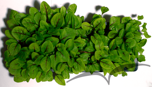 Microvegetais em vaso- Sorrel