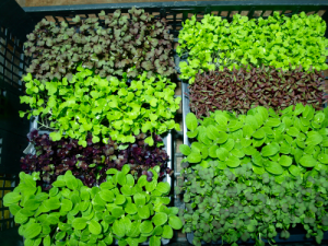 Tabuleiros de Microvegetais